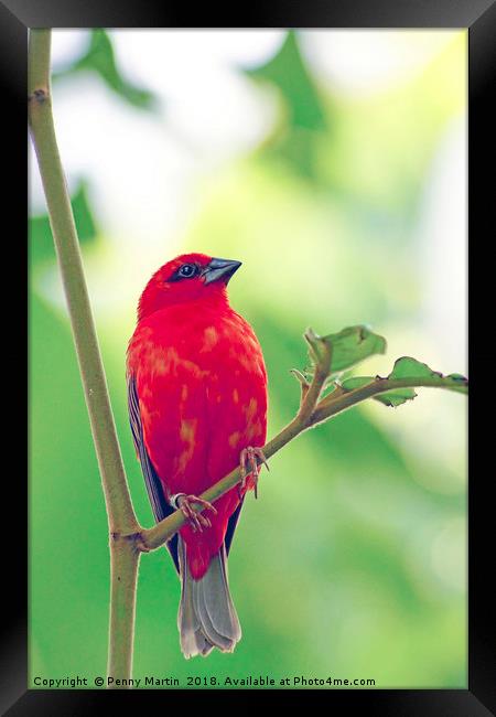 Exotic Red Bird Framed Print by Penny Martin