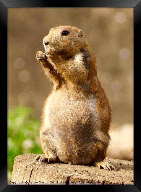 Black Tailed Prairie Dog, Broadwell, Cotswolds Framed Print by Penny Martin