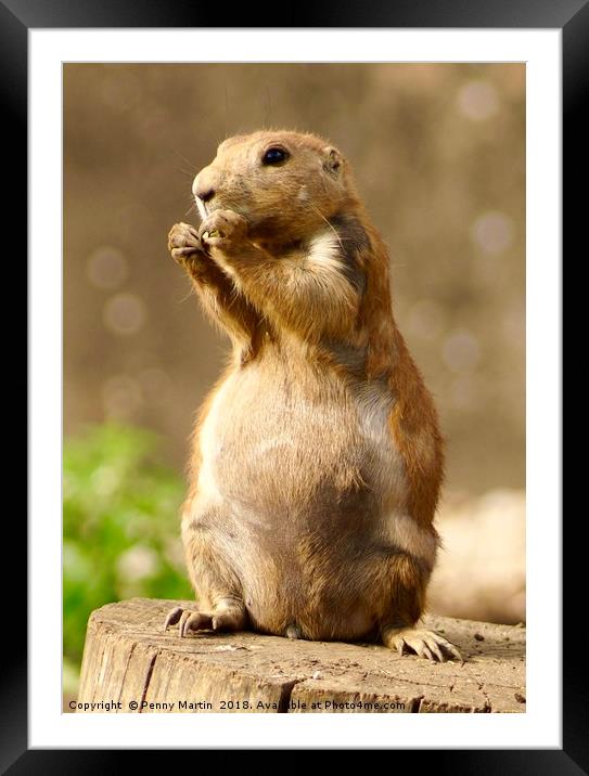 Black Tailed Prairie Dog, Broadwell, Cotswolds Framed Mounted Print by Penny Martin