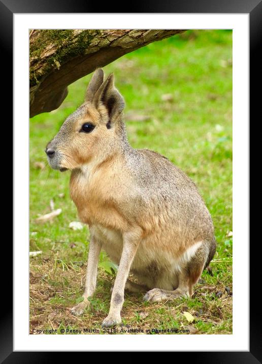 Patagonian Mara, Cotswolds, England Framed Mounted Print by Penny Martin