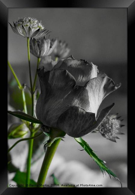 Black and White Rose Framed Print by Penny Martin