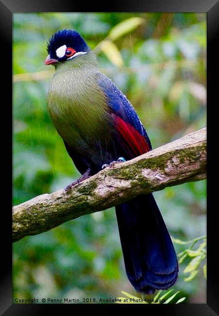 Exotic Multi coloured Bird, Loire Valley, France Framed Print by Penny Martin