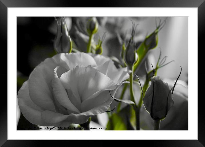 Monochrome black and white rose with green stems Framed Mounted Print by Penny Martin