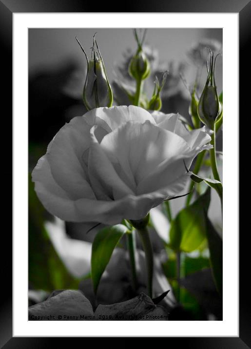Monochrome black and white rose with green stems Framed Mounted Print by Penny Martin