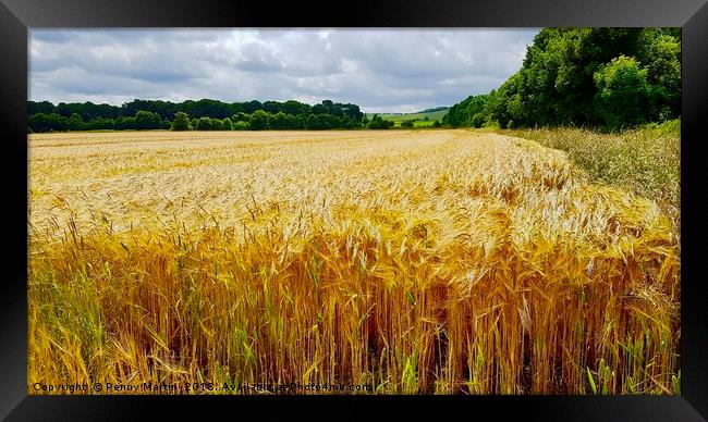 Field of Gold Wheat Framed Print by Penny Martin