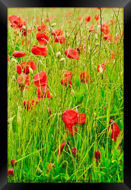 Poppy Field Framed Print by Penny Martin