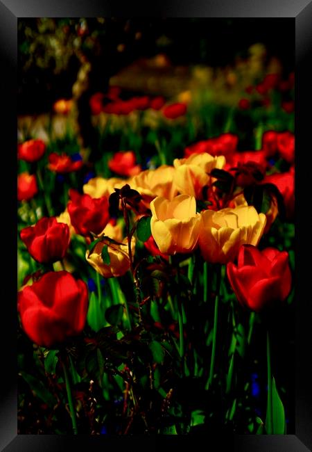 Colourful Tulips Framed Print by Penny Martin
