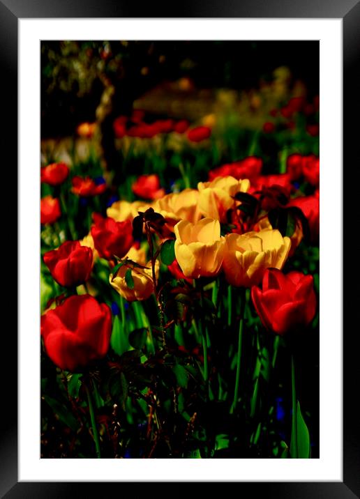 Colourful Tulips Framed Mounted Print by Penny Martin