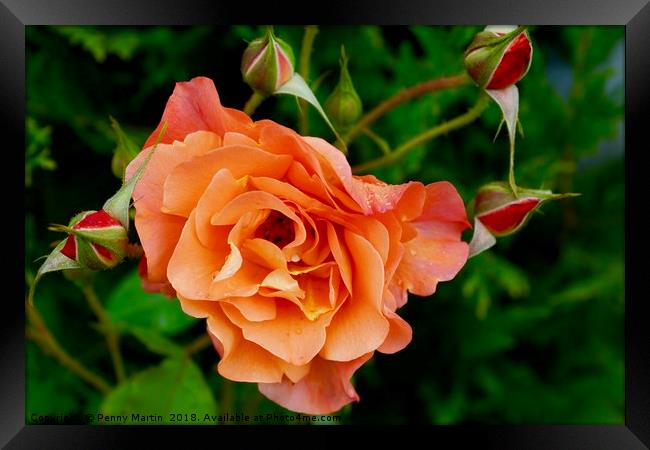 Stunning peach/orange rose and rose buds Framed Print by Penny Martin