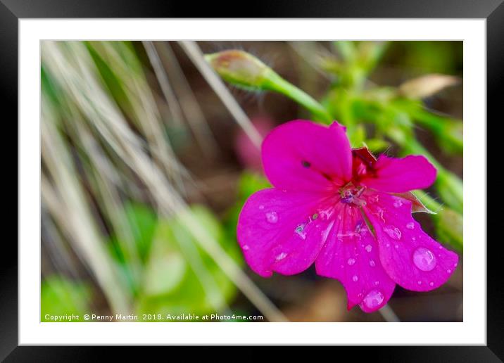 Vibrant pink flower petals with raindrops Framed Mounted Print by Penny Martin