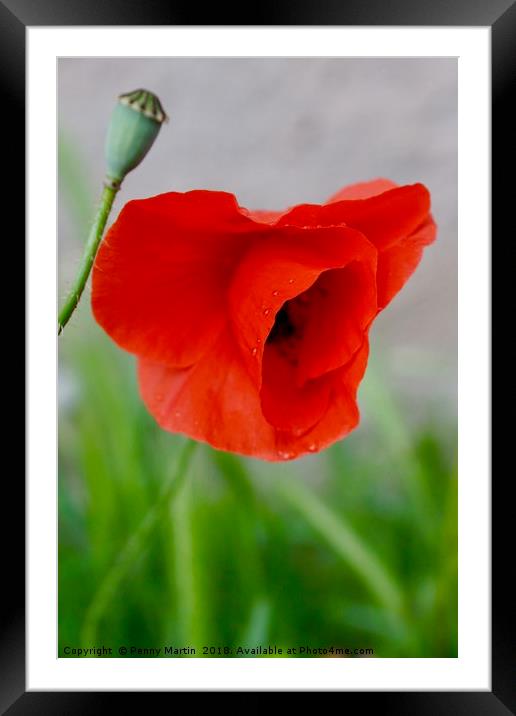 Pretty French Red Poppy Framed Mounted Print by Penny Martin