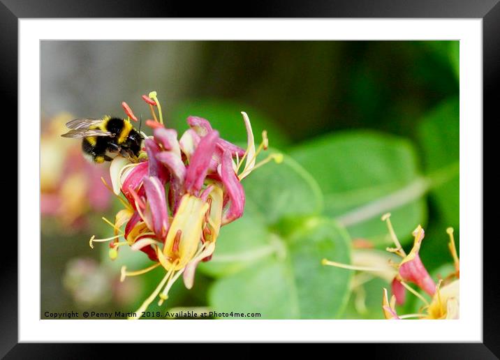 Honey Bee and Honeysuckle Framed Mounted Print by Penny Martin