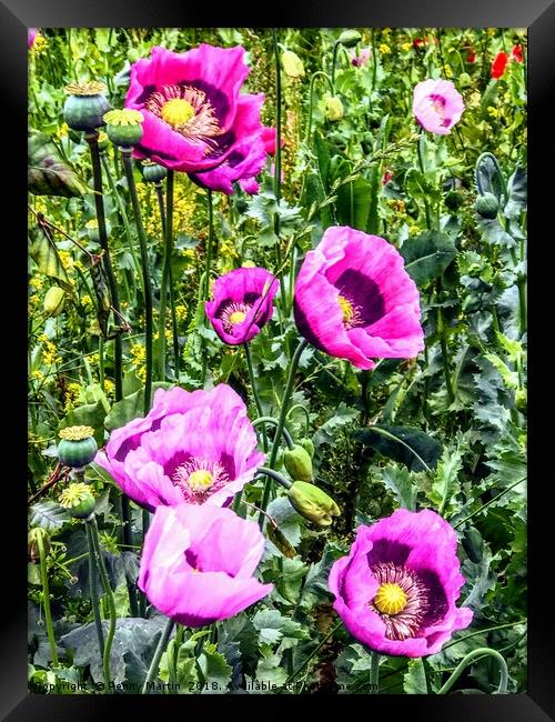 Wild purple poppies Framed Print by Penny Martin