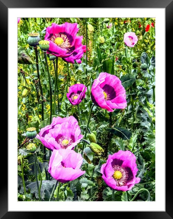 Wild purple poppies Framed Mounted Print by Penny Martin