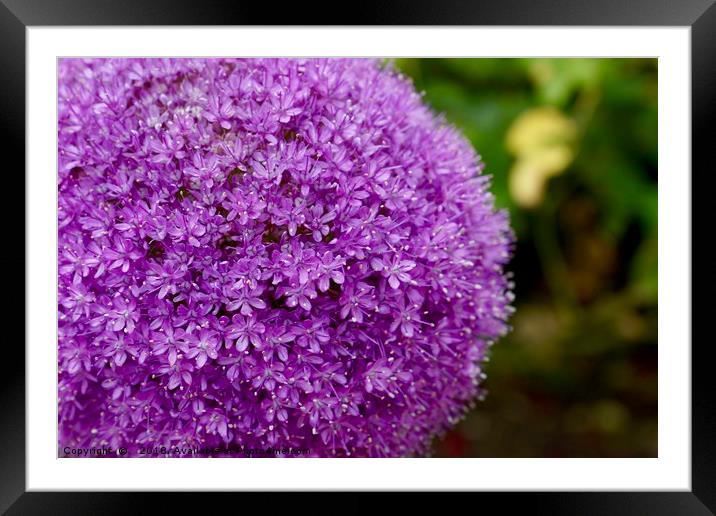 Vibrant Purple Allium Gigantium Framed Mounted Print by Penny Martin