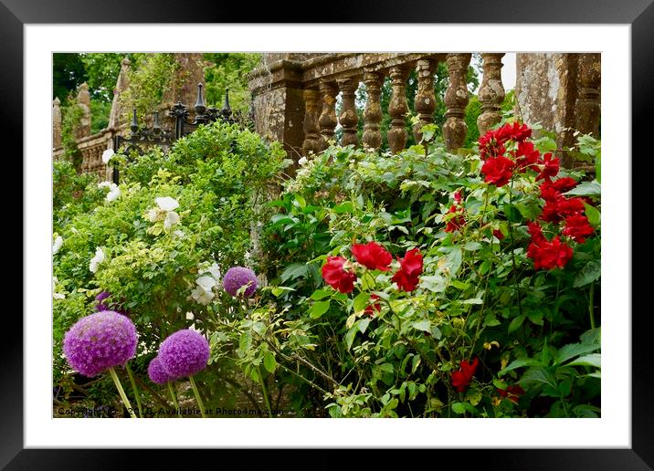 English Country Garden with Allium and Roses Framed Mounted Print by Penny Martin