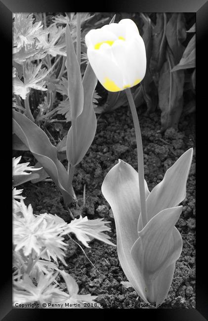 Yellow and White Tulip Framed Print by Penny Martin