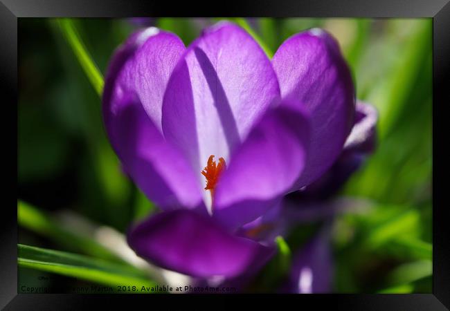 Purple Crocus in Springtime Framed Print by Penny Martin