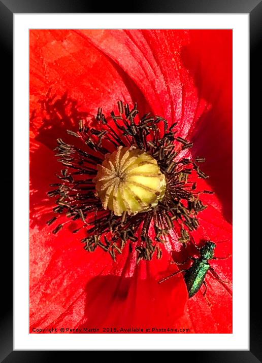 Macro Red Poppy Framed Mounted Print by Penny Martin