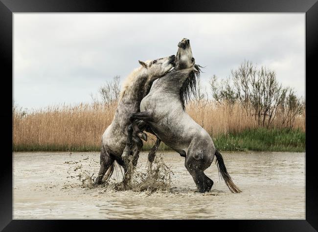Stallions play fighting Carmargue Framed Print by Ruth Baldwin