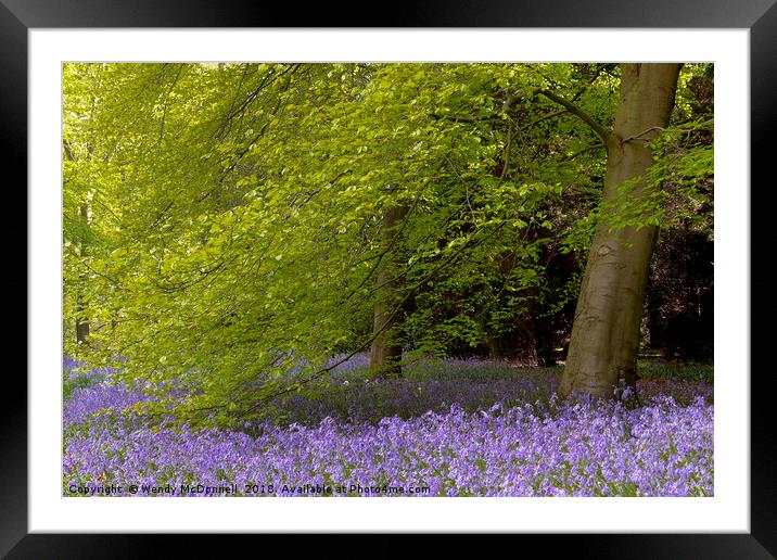 Bluebell wood in spring, North Yorkshire Framed Mounted Print by Wendy McDonnell