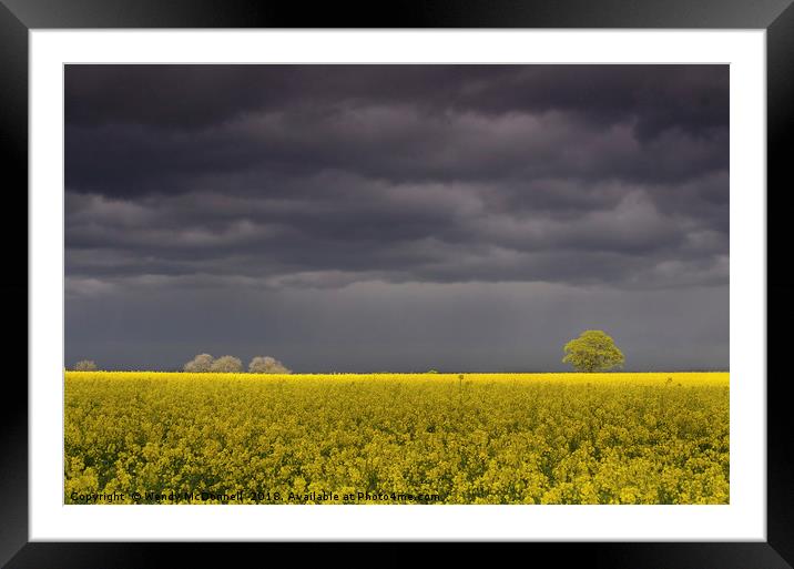 A storm brewing over a rapeseed field Framed Mounted Print by Wendy McDonnell