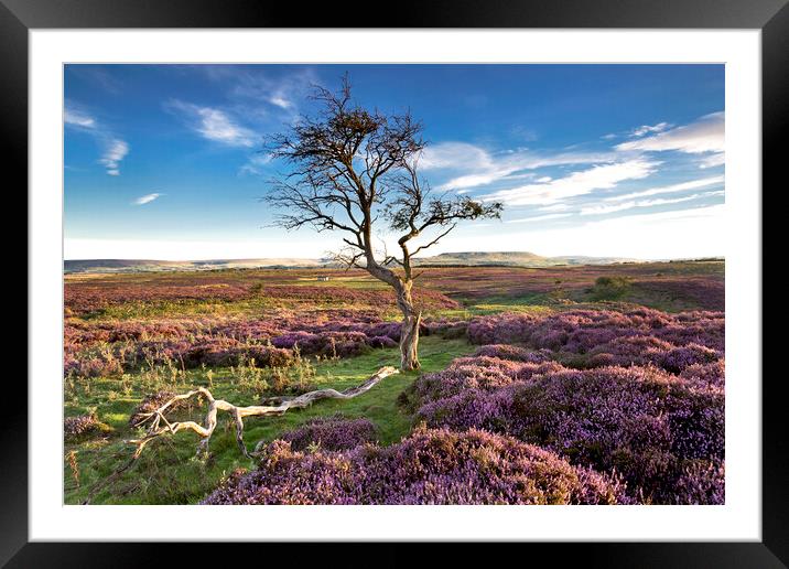 Heather time in Wensleydale, Yorkshire Dales Framed Mounted Print by Wendy McDonnell