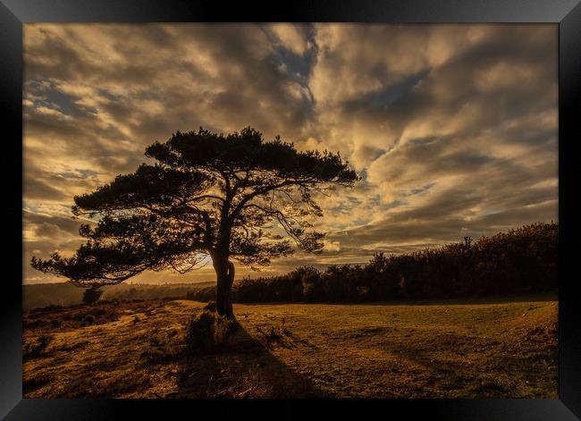 Sunset taken in The New Forest at Bolderwood Framed Print by Stewart Arnold