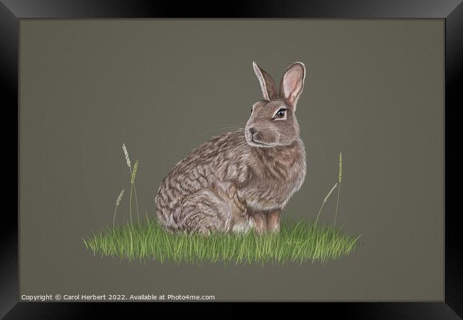 Wild Rabbit Drawing Framed Print by Carol Herbert