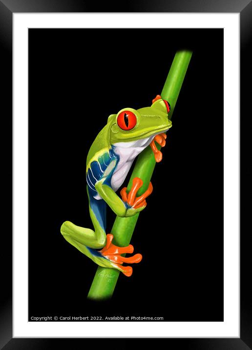 Red Eyed Tree Frog Original Art Framed Mounted Print by Carol Herbert