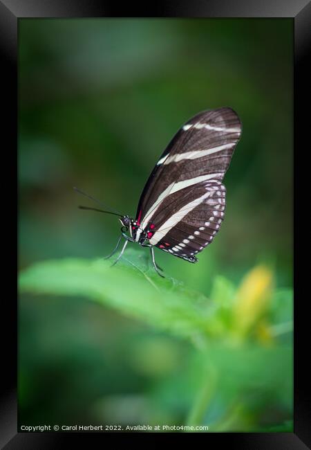 Zebra Longwing Butterfly Framed Print by Carol Herbert
