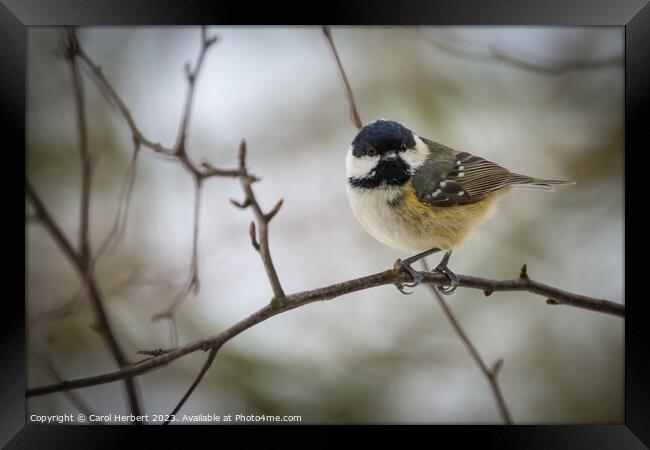 Single Great Tit on a Branch Framed Print by Carol Herbert