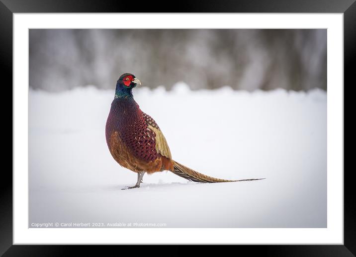 Pheasant in Snow Framed Mounted Print by Carol Herbert