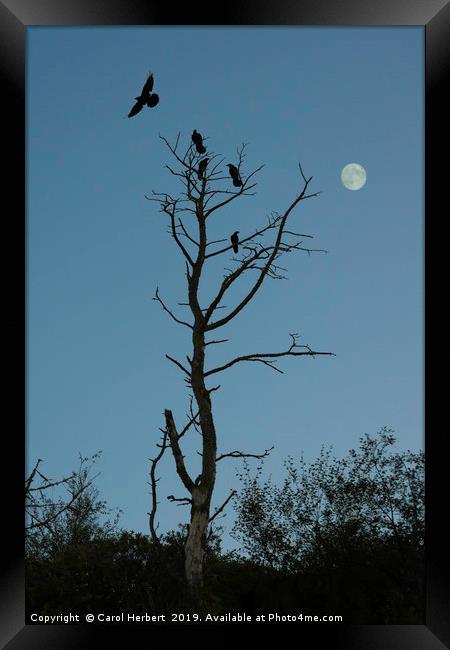 Home to Roost Framed Print by Carol Herbert