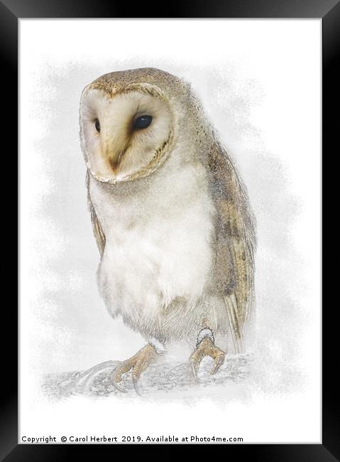 Barn Owl Framed Print by Carol Herbert