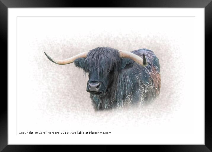 Highland Cow Framed Mounted Print by Carol Herbert