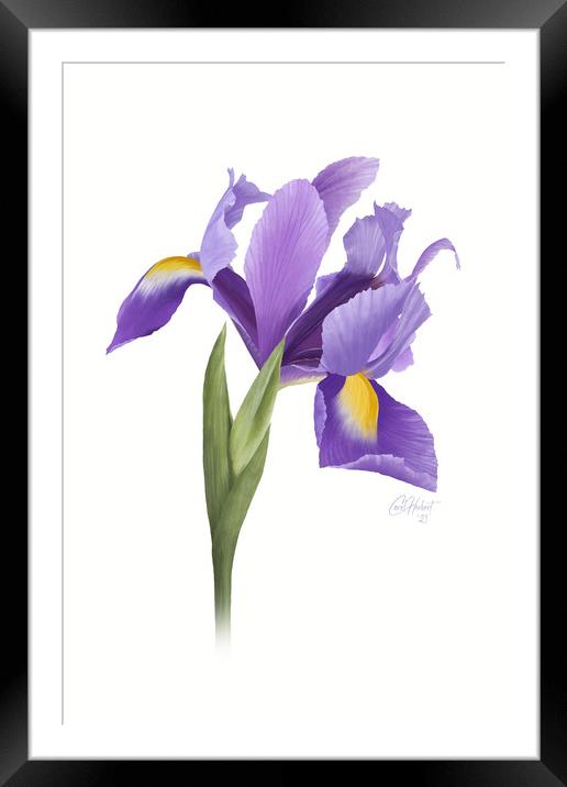 Iris Flower Original Artwork Framed Mounted Print by Carol Herbert