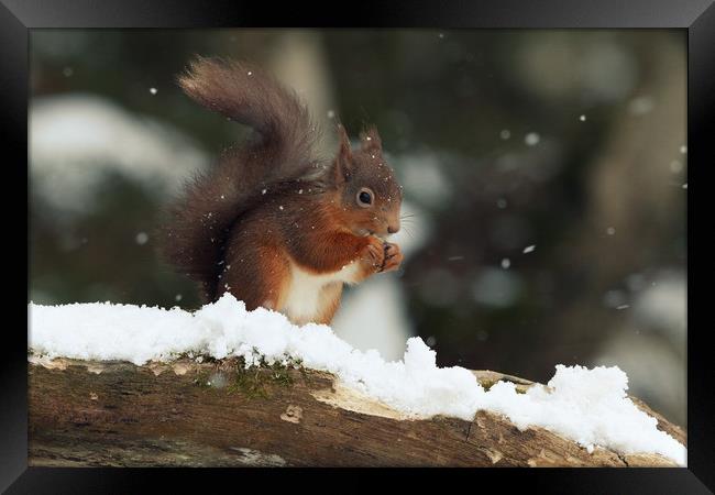 Red Squirrel in the Snow (Aberdeenshire, Scotland) Framed Print by Claire Cameron