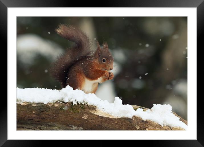 Red Squirrel in the Snow (Aberdeenshire, Scotland) Framed Mounted Print by Claire Cameron