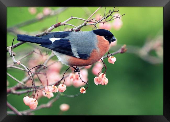 Bullfinch with pink berries Framed Print by Claire Cameron