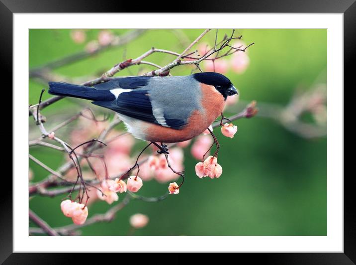 Bullfinch with pink berries Framed Mounted Print by Claire Cameron