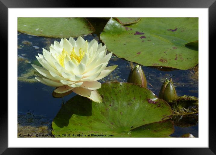 Water Lily  Framed Mounted Print by Karen Spence