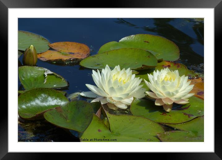 Water Lilies Framed Mounted Print by Karen Spence