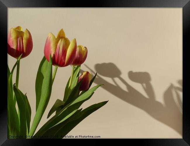 Tulip Shadows Framed Print by Karen Spence
