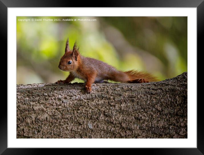 Penrhos Red Squirrel  Framed Mounted Print by David Thurlow