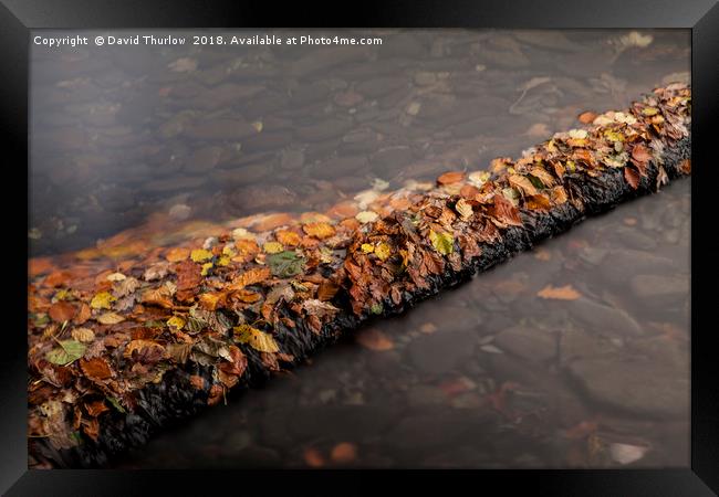 Autumn Leaf Dam Framed Print by David Thurlow