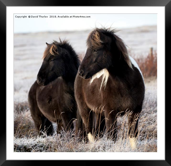Icelandic Ponies Framed Mounted Print by David Thurlow