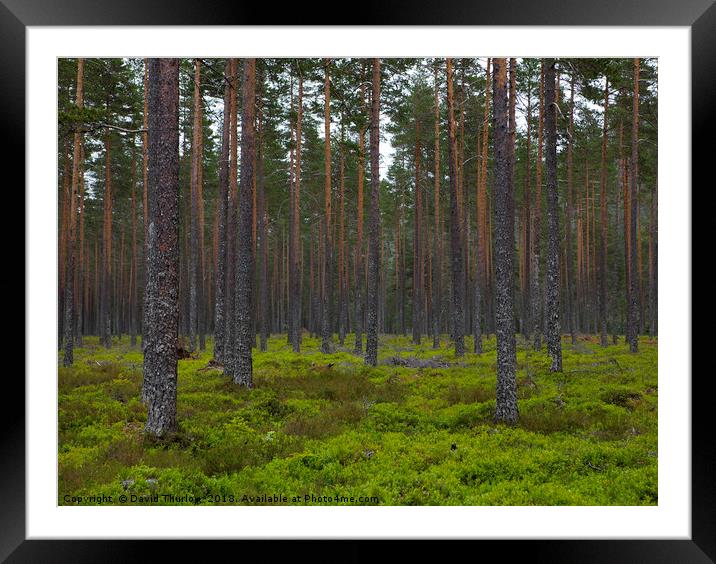 Norwegian Forest, southern Norway. Framed Mounted Print by David Thurlow