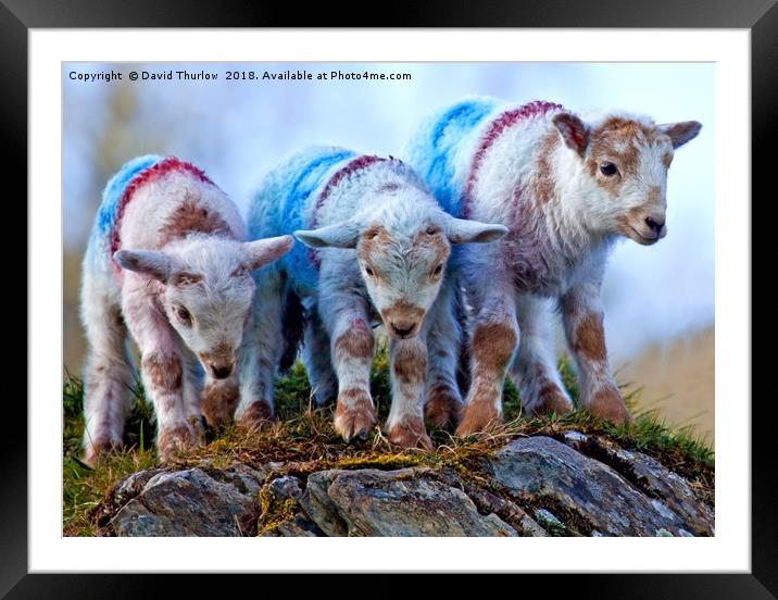 Woolly Fun! Framed Mounted Print by David Thurlow