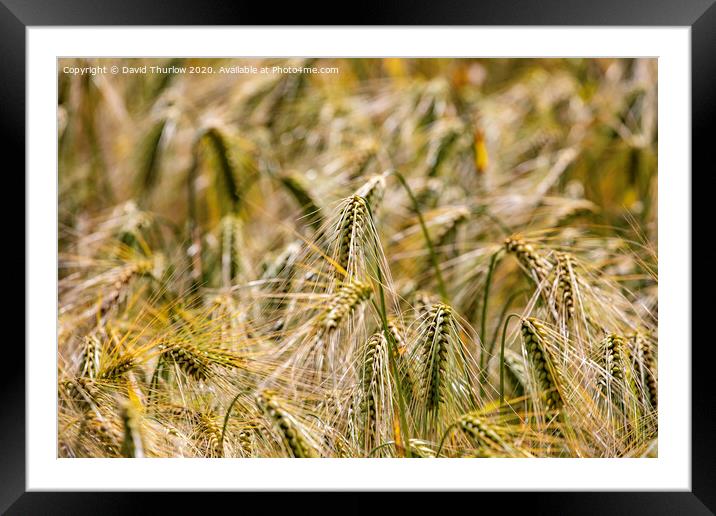 Field of wheat Framed Mounted Print by David Thurlow